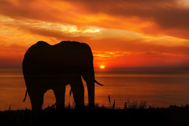 Elephant Sunset.